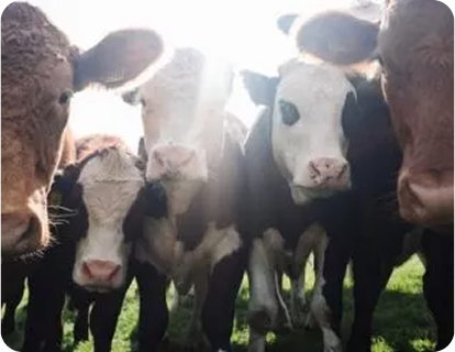 Is Vaping Vegan-friendly?